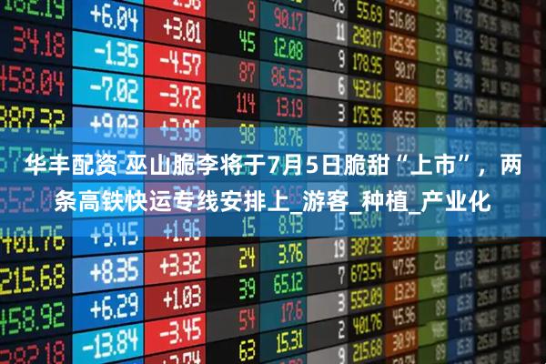 华丰配资 巫山脆李将于7月5日脆甜“上市”，两条高铁快运专线安排上_游客_种植_产业化